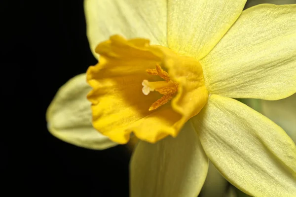 Macro Yellow Narcissus Daffodil Flower Blossom Black Background — Stock Photo, Image
