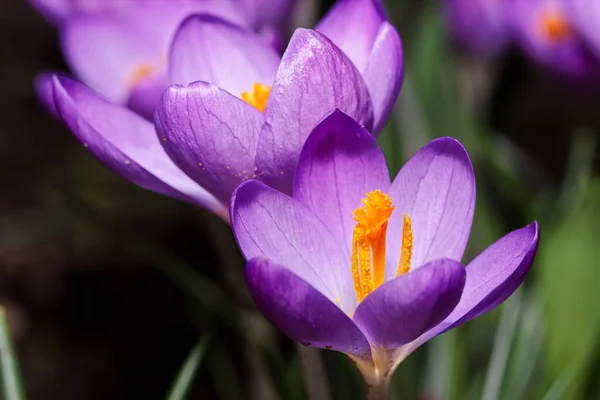 Zbliżenie Purpurowy Kwiat Krokusa Rozkwicie Ciemnym Tle Fotografia Makro — Zdjęcie stockowe