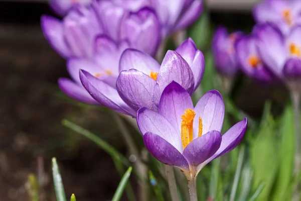 Zbliżenie Purpurowe Kwiaty Krokusa Rozkwicie Ciemnym Tle Fotografia Makro — Zdjęcie stockowe