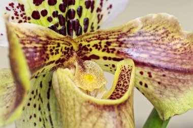 Bir orkide çiçeğinin yakın çekimi Lady Slipper, Paphiopedilum. Makro çekim