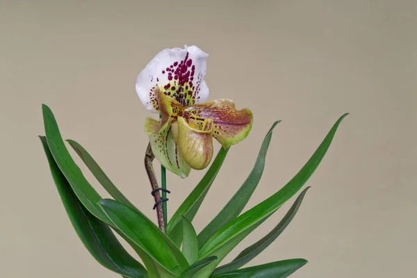 Primer Plano Lady Slipper Orchid Paphiopedilum Sobre Fondo Gris —  Fotos de Stock