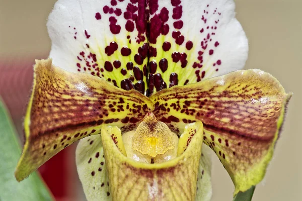 Close-up of an orchid flower Lady Slipper, Paphiopedilum. Macro shot