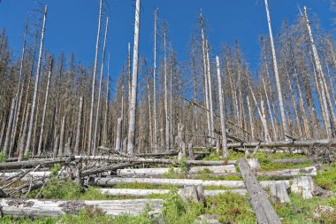 Almanya 'daki Harz Ulusal Parkı' nda kabuk böceğinin sebep olduğu orman gerilemesi