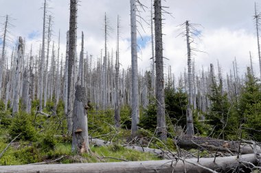Almanya 'nın Harz Ulusal Parkı' ndaki Harz Ulusal Parkı 'nda kabuk böceğinin yol açtığı orman gerilemesi