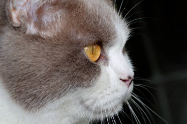 Close-up of a cat head with white silver fur clipart