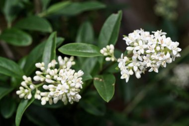 Beyaz çiçeklerin ve özel çitin yeşil yapraklarının yakın çekimi, Ligustrum