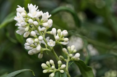 Beyaz çiçekleri ve özel çitin yeşil yapraklarını kapat, Ligustrum.