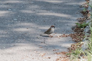 Asfalt yolda tek bir serçe. Kentte bir kuşla sahne