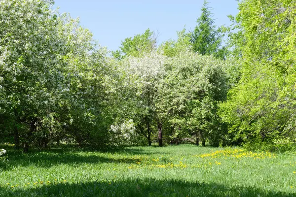 Güneşli bir günde yeşil çimenli ve ağaçlı küçük çayır. Bu sahne Rusya 'daki Komsomolsk-on-Amur' da çekildi.