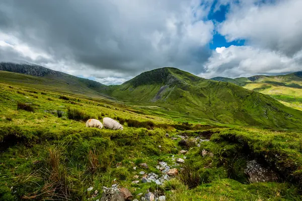 Yamaçta otlayan koyunlar