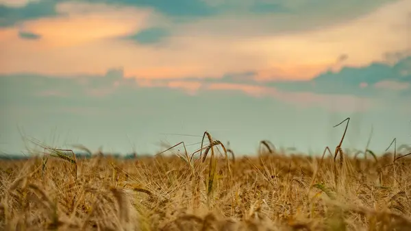 Pembe bulutlu buğday tarlası
