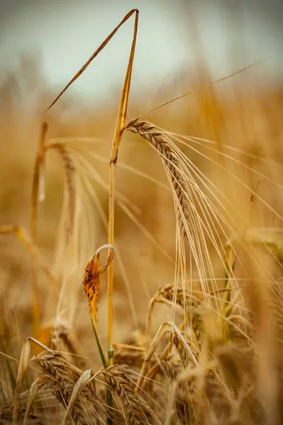Kırsalda güzel altın buğday