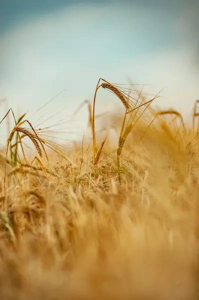 Buğday tarlasında buğday kulağı