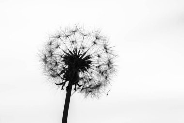 Ön planda kırmızı tuğladan bir duvar ve arka planda beyaz tuğladan bir duvar, güçlü desenleri ve dokuları vurguluyor, kontrastın ve maddiyatın ilgi çekici grafik efektini sağlıyor.