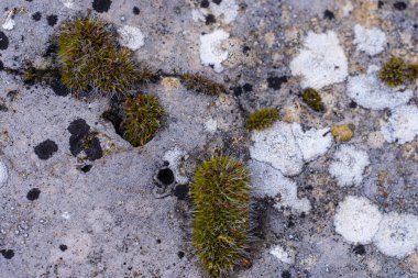 Bir kayanın üzerinde büyüyen yosun ve zambaklar