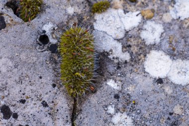 Bir kayanın üzerinde büyüyen yosun ve zambaklar