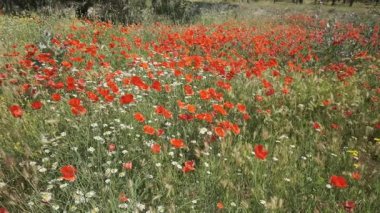 İlkbaharda haşhaş kaplı çayır