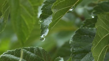 Fırtınadan sonra bir damla yağmur bir ağaç yaprağından düşer.