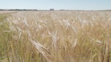 Arpa tarlasından geçen bir kamera görüntüsü, arka planda bir köy görülebilir.
