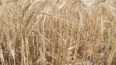 Kamera bir arpa tarlasında çekim yapıyor.