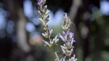 Bir lavanta çiçeğinin üzerinde süzülen eşek arısı