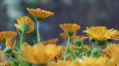 Bahçede çiçek açan kadife çiçekleri