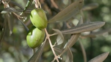 Ağaçta olgun zeytinlerin yakın çekimi.