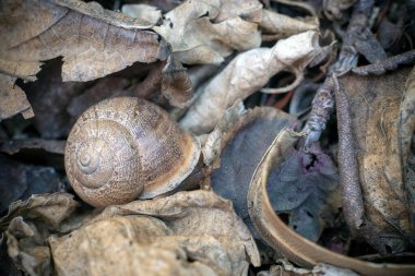Sade yaşam: yukarıdan görünen kuru yaprakların arasında salyangoz