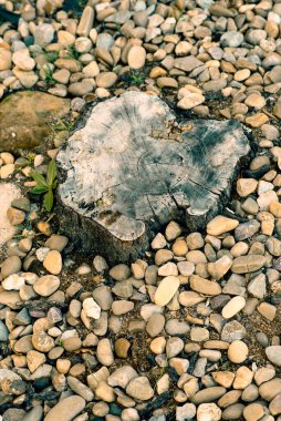 Taş zeminde bir ağaç kütüğü.