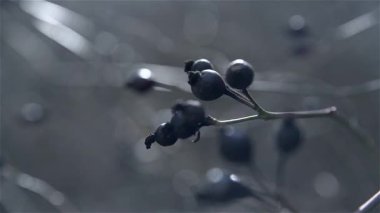 Ormandaki olgun böğürtlenlerin yakınlaştırılması, arka planda çözülme