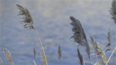 Cortaderia selloana kışın bir nehrin yanında, seçici bir odak noktası