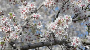 kiraz çiçekleri erken Bahar