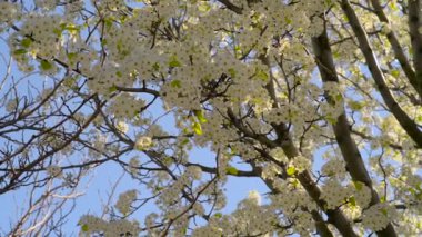 kiraz çiçekleri erken Bahar