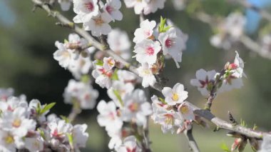 kiraz çiçekleri erken Bahar