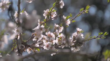 kiraz çiçekleri erken Bahar