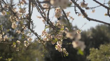 kiraz çiçekleri erken Bahar