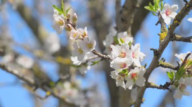 kiraz çiçekleri erken Bahar