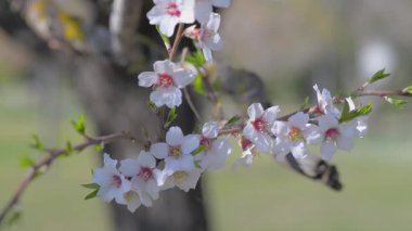 kiraz çiçekleri erken Bahar