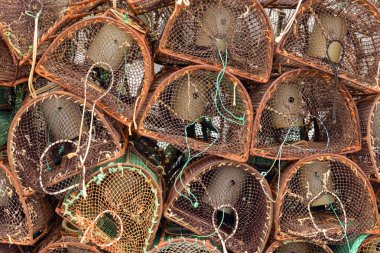 İspanya 'nın Galiçya kıyısındaki bir köyde deniz mahsulleri avlıyor.