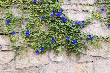 Günaydın Granit duvarda zafer