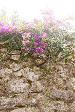 Granit bloklardan oluşan eski bir duvarda asma. Kopyalamak için boşluk.