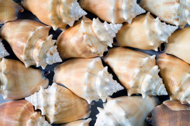 Deniz kabuğu arkaplanının kapatılması 