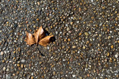 Çakıl taşının üzerine düşmüş Yaprak