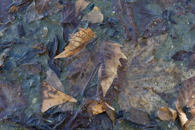 Sonbahar yaprakları yerde yatıyor..