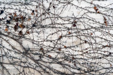 Duvarda süzülen eski sarmaşıkların iskeletleri. 