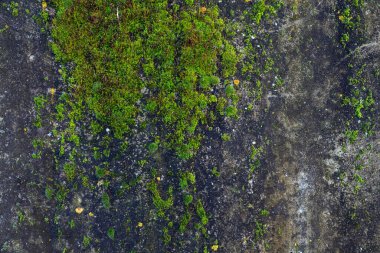 Leğenle kaplı beton bir duvar