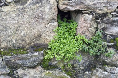 Eski bir duvarın yosunlu görüntüsü.