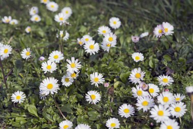 Papatya çiçeği tarlası