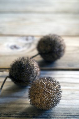 Gezegenimsi Erkek Inflorescense Detayı (Platanus acerifolia)