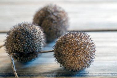 Gezegenimsi Erkek Inflorescense Detayı (Platanus acerifolia)